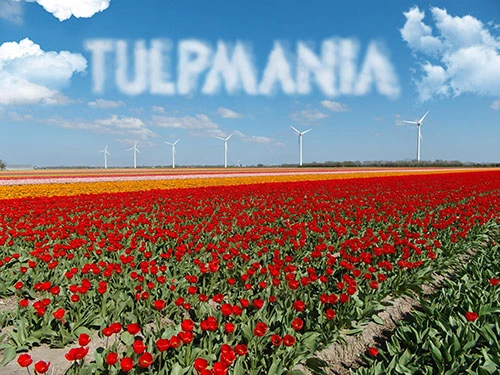 pro.1170.tulpmania.webp